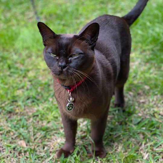Chilli cat lost 26 nov